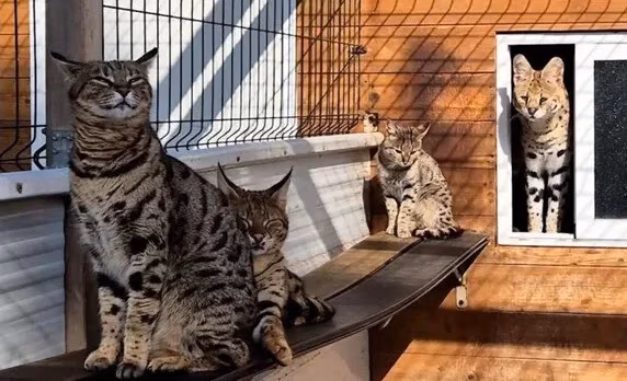 Egzotik kedi kaçakçılarına darbe: 2 Milyon TL’ye leopar satıyorlardı