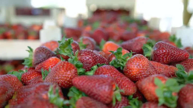 Kocaeli’de Çilek Üretiminde Büyükşehir Rüzgarı: Akçat Köyü Kalitenin Adresi Oldu