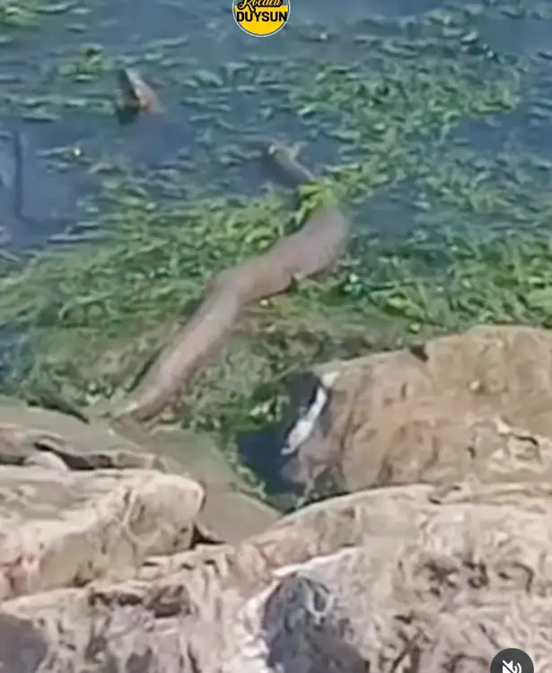 Sekapark’ta şaşırtan görüntü! Dev yılan kamerada