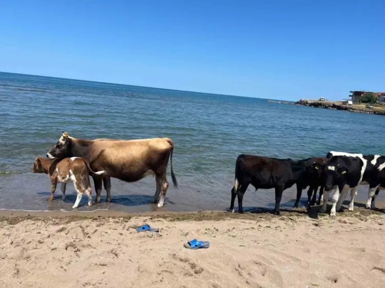 İneklerin Kandıra keyfi kameralara yansıdı