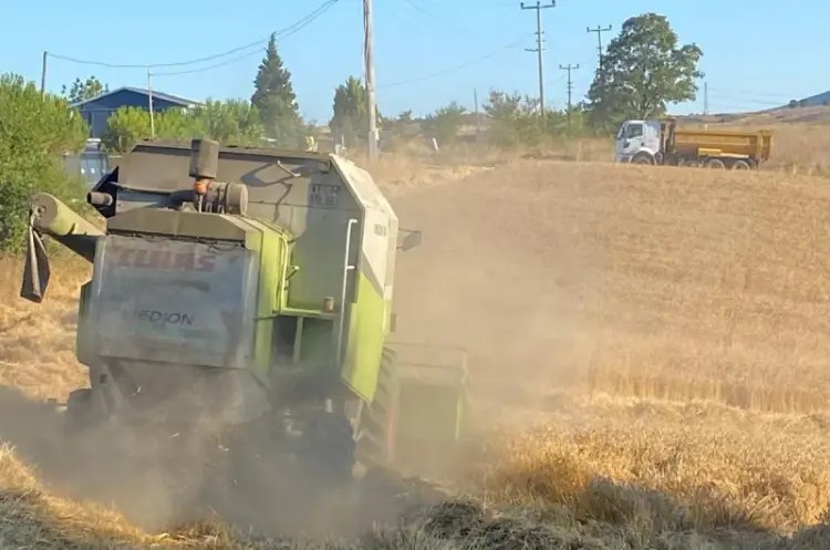 Körfez Belediyesi’nden Tarımda Sürdürülebilirlik Hamlesi: 20 Dönümden 5 Ton Buğday Hasadı