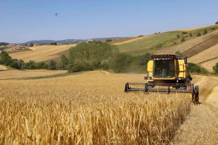 Kocaeli’de Arpa Hasadı Yüzleri Güldürdü