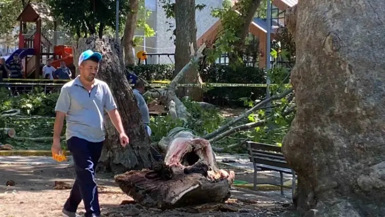 Gölcük’te Çınar Ağacının Düşen Dalı Panik Yarattı: 3 Kişi Yaralandı