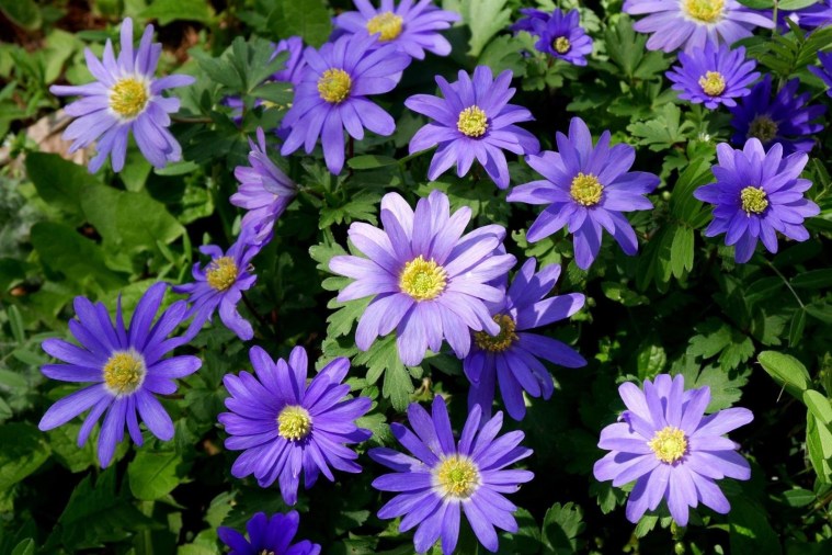 Anemone (Dağ Lalesi) bakımı nasıl yapılır? Anlamı nedir?