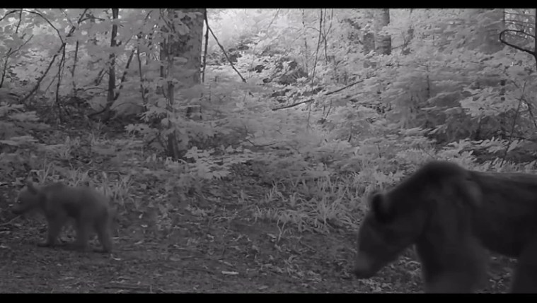 Bursa Ormanlarında Boz Ayı Yavruları Fotokapana Takıldı