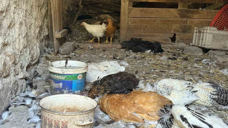 Kartepe’de dram! 22 yıllık emeği yok oldu