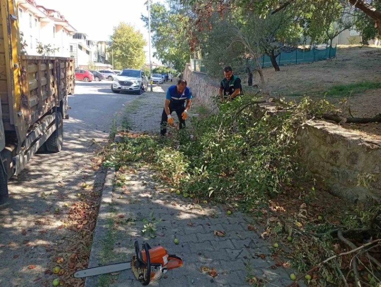 Başiskele’de Budanan Ağaçlar Dar Gelirli Ailelerin Umudu Oluyor