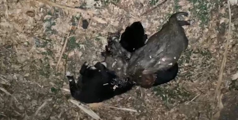 Vicdansızlar! Yavru köpekleri iple birbirine bağlayıp boğmuşlar!