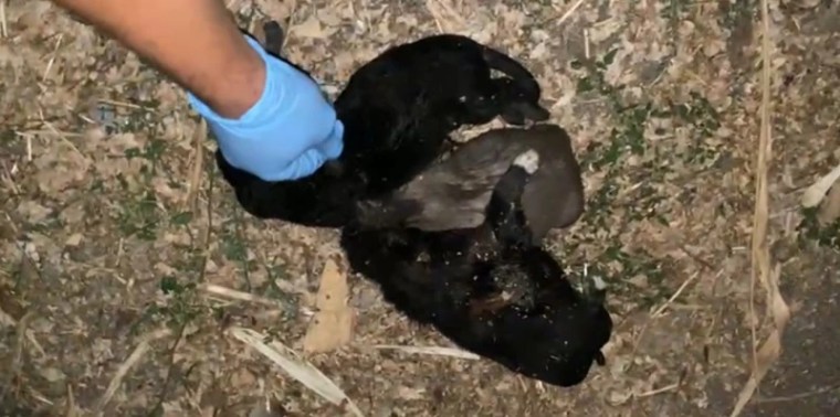 Vicdansızlar! Yavru köpekleri iple birbirine bağlayıp boğmuşlar!