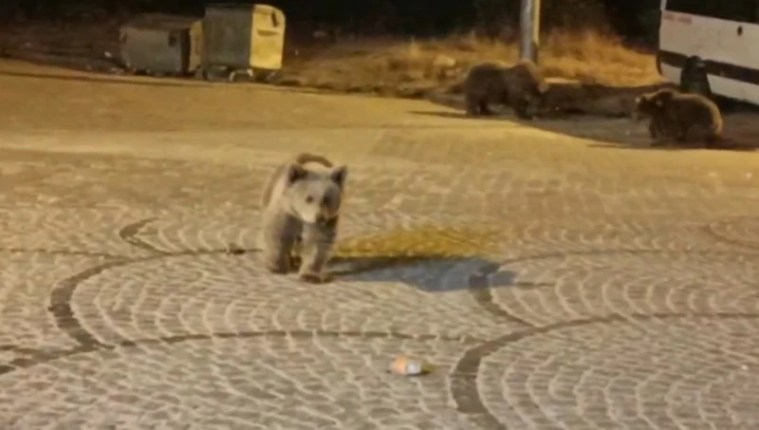 Uludağ’da vahşi yaşamın gece yarısı sürprizi