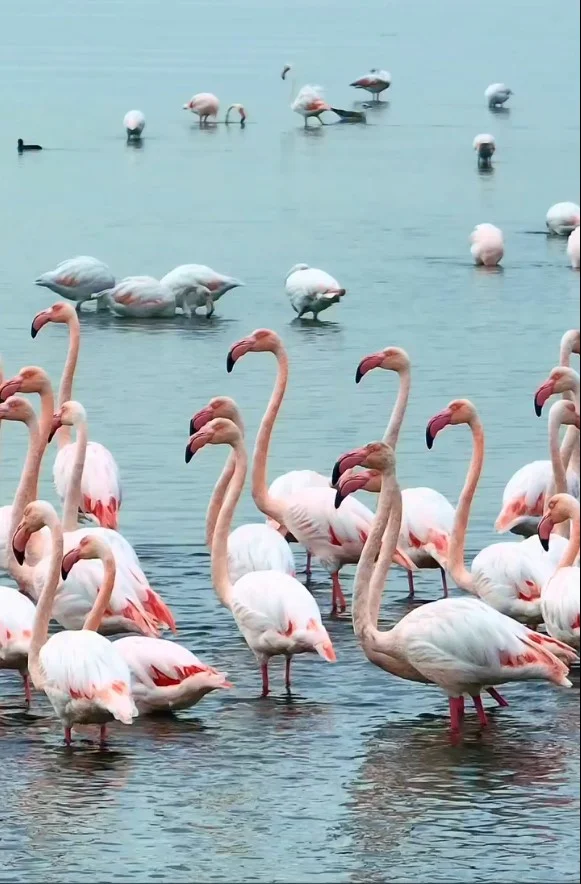İzmit Körfezi’nde pembe flamingoların dansı!
