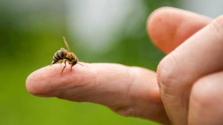 Arı sokması 9 yaşındaki Nisa’nın canına mal oldu