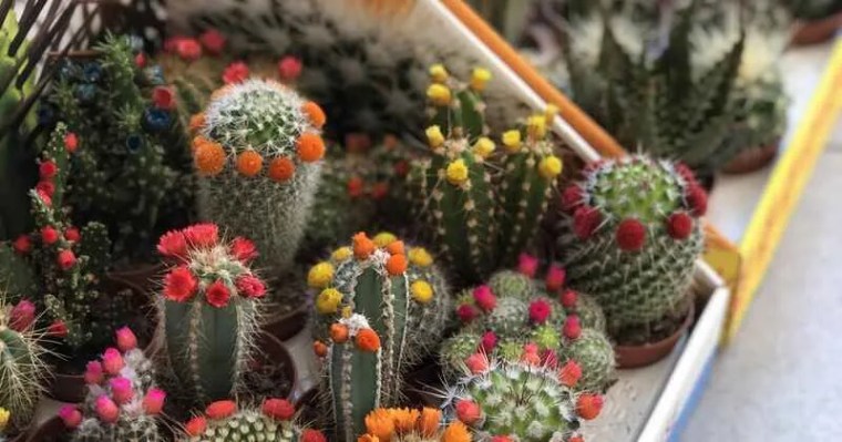 Kaktüs çiçek açar mı? Doğru bakım ile rengarenk çiçekler