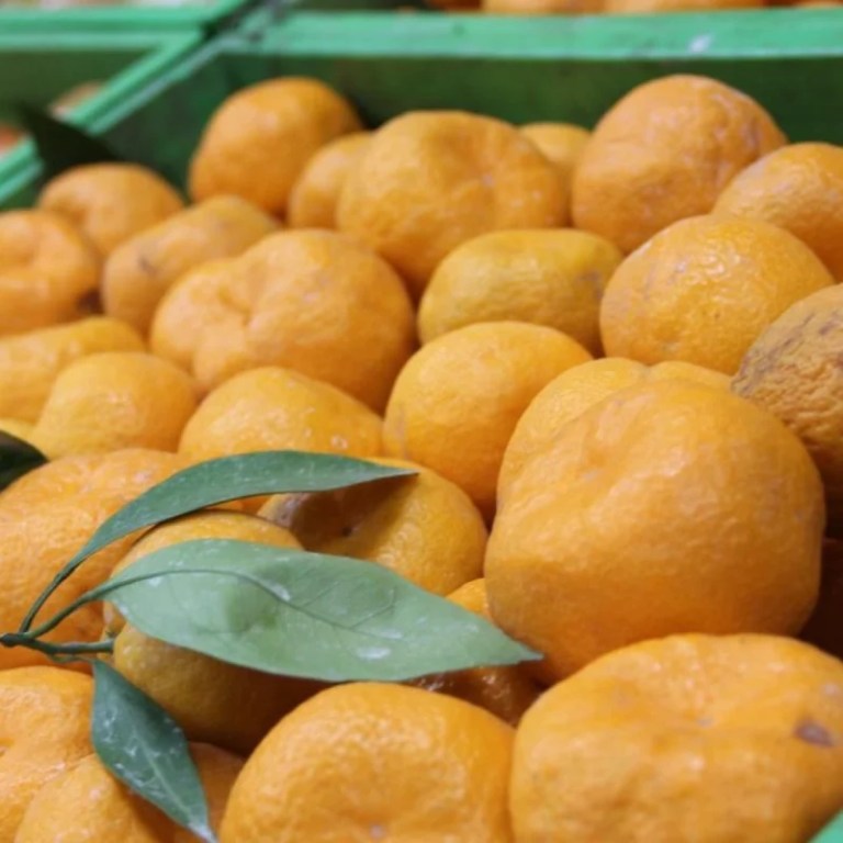 Gürcistan’a Gönderilen Mandalinalar İmha Edildi!