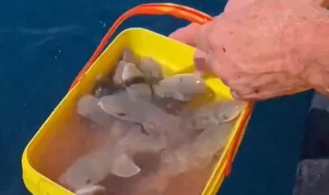 Alaska’da Balıkçıdan Örnek Davranış!