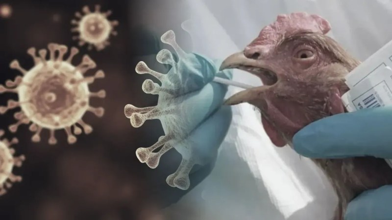 Kuş Gribi Alarmı: H5N5 Virüsü İlk İnsan Kaybını Yolda