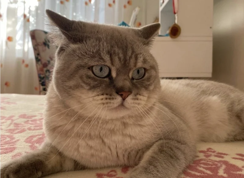 Derince Çenedağ Mahallesi’nde Evcil Kedi Kayboldu!