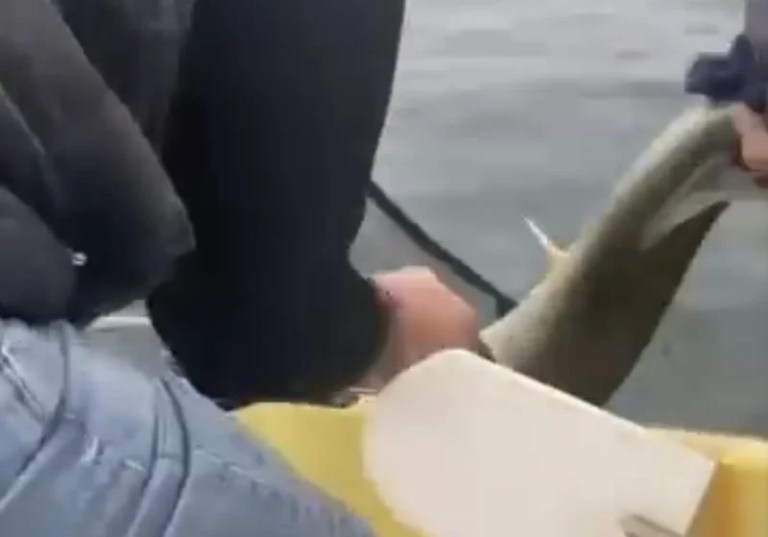 Sapanca Gölü’nde Dev Turna Balığı Heyecan Yarattı!