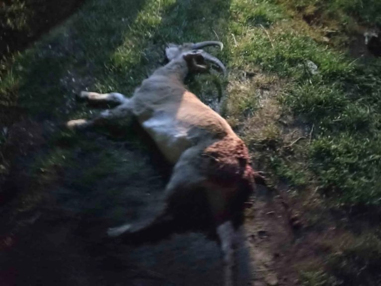 Seydişehir'de Kaçak Yaban Keçisi Avına Ağır Ceza