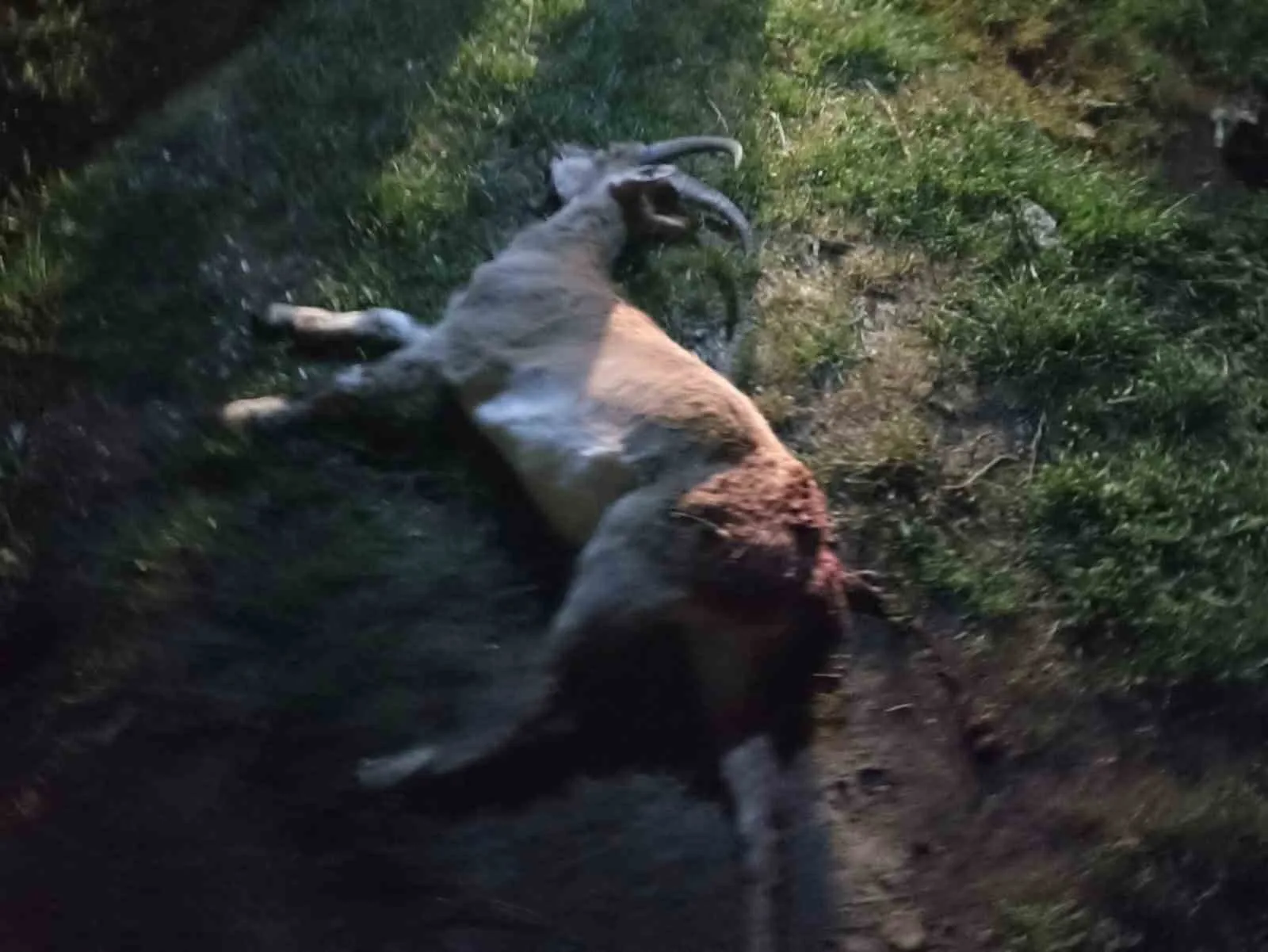 Seydişehir'de Kaçak Yaban Keçisi Avına Ağır Ceza