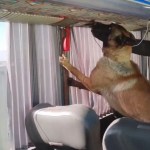 Ağrı'da Otobüs Bagajında Gizlenmiş Skunk Ele Geçirildi