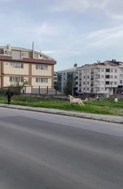 Esenyurt'ta Keçi Öğrencileri Kovalamaca Yaşattı