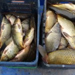 Denizi Olmayan Malatya'da Balık İhracatı Başarıyla Sürüyor