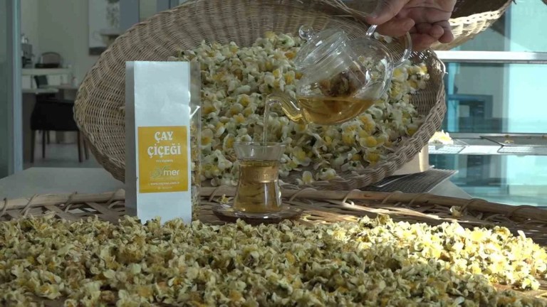 Çay Çiçeği Çayı: Doğu Karadeniz'in Yeni Ekonomik Değeri