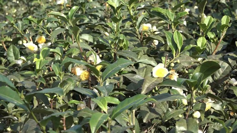 Çay Çiçeği Çayı: Doğu Karadeniz'in Yeni Ekonomik Değeri