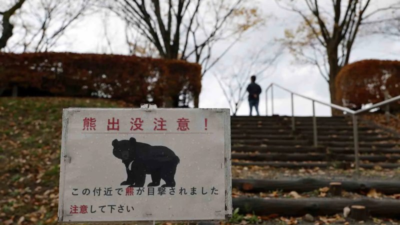 Japonya'da Turizm İşletmelerine Ayı Sigortası Hizmeti Başlıyor