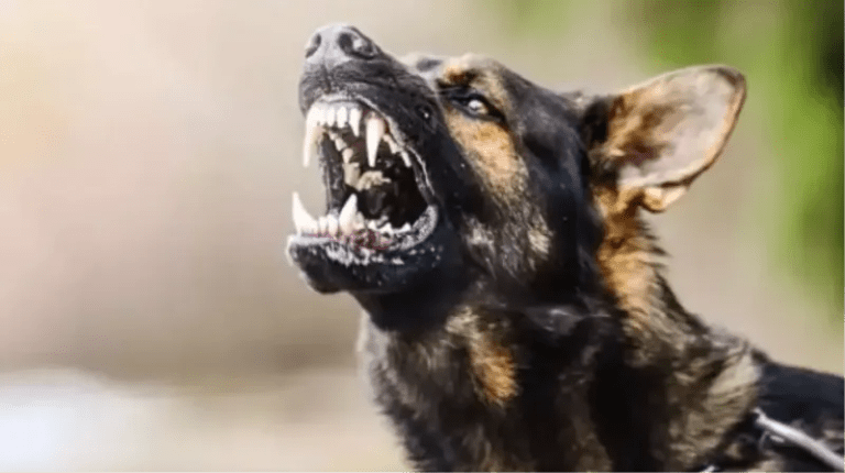 İzmit’te Başıboş Köpekler Korku Saçıyor!