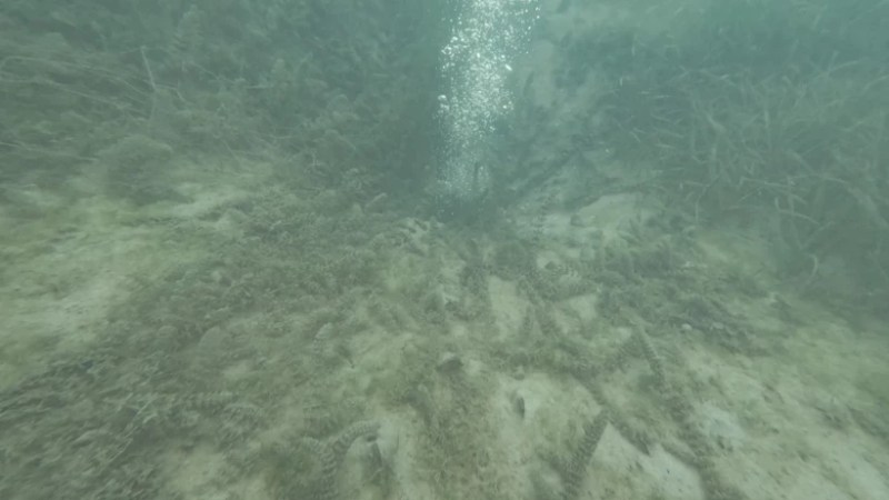 Sapanca Gölü’ndeki gizemli kabarcıkların nedeni ortaya çıktı