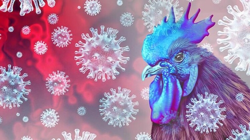 Kuş Gribi Alarmı: H5N5 Virüsü İlk Can Aldı
