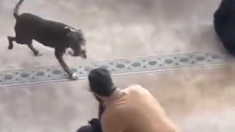 Çayırova’da Camiye Pitbul Girdi!