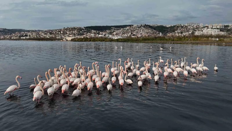 İzmit Körfezi'nde Flamingo Sayısı Artıyor