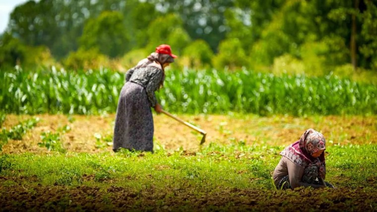 Kocaeli'de Kooperatif ve Birliklere Yüzde 75 Hibeli Tarımsal Destek Başladı