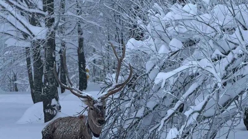Kartepe'de Karla Kaplı Doğada Kızıl Geyiklerin Zarafeti