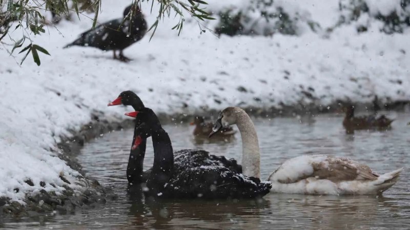 Avrupa'nın En Büyük Doğal Yaşam Parkı Ormanya Karla Kaplandı