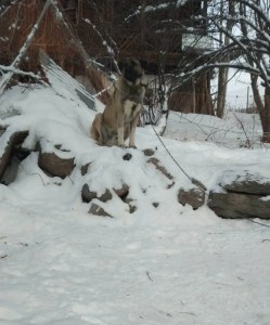 Artvin'de Cesur Bekçi Köpeği Altı Kurda Karşı Koydu