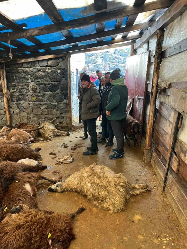 Kars'ta Kurt Saldırısı: 130 Koyun Telef Oldu