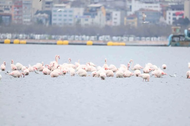 İzmit Körfezi'nde Flamingo Şenliği Coşkusu