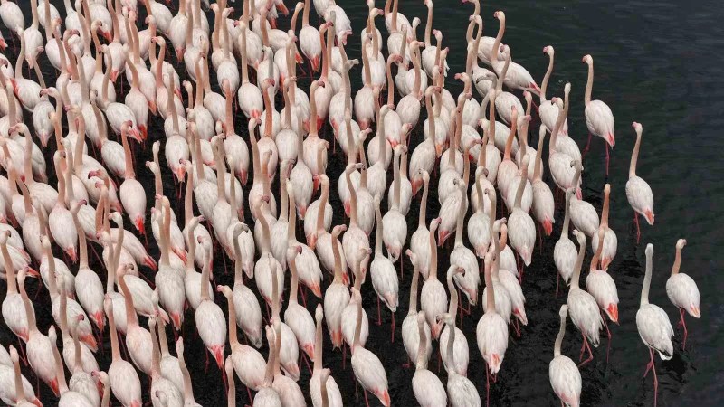 İzmit Körfezi'nde Flamingoların Büyüleyici Dansı