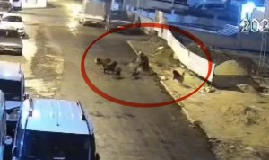 Sokak Köpeklerinin Saldırısı Güvenlik Kamerasında