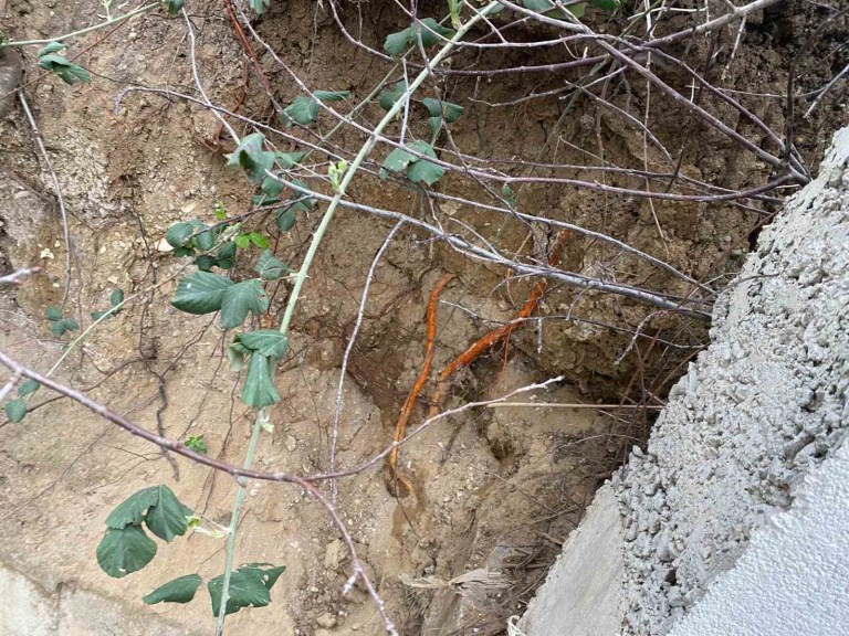 Kocaeli'de Fidan Dikimi Sırasında İnsan Kemikleri Bulundu