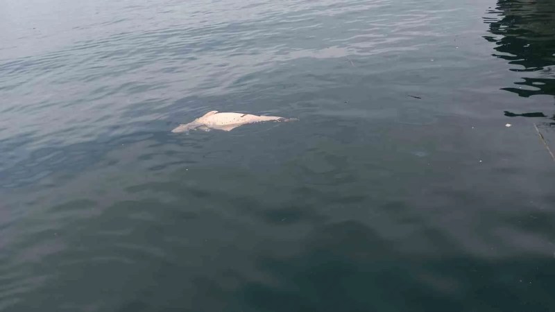 Kocaeli'de Kıyıya Sürüklenen Ölü Yunus Bulundu