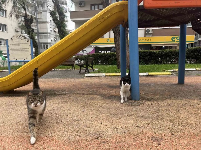 İzmir'de Yaban Domuzları Şehir Hayatına Karışıyor