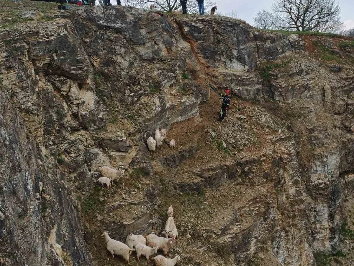 İzmit'te Kayalıklarda Mahsur Kalan Keçiler Kurtarıldı