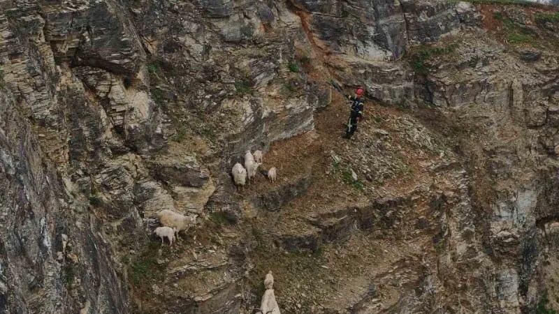 İzmit'te Kayalıklarda Mahsur Kalan Keçiler Kurtarıldı