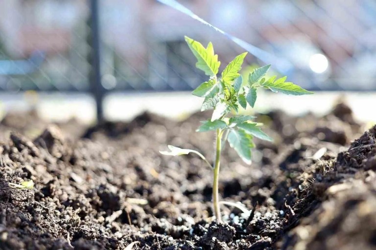 Körfez Belediyesi'nden Ata Tohumu ve Doğal Tarım Hamlesi