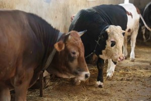 Kurbanlık Alacaklar İçin Yaş ve Dolandırıcılık Uyarısı